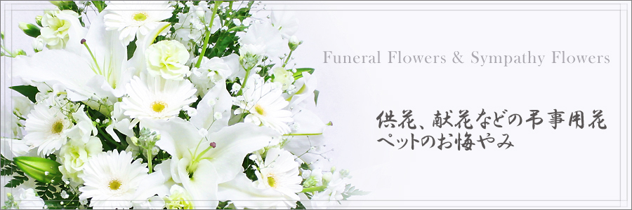 ���� ������ ���~ ������݂ɑ����