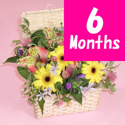 �G�߂̃A�����W�����g-6���������-