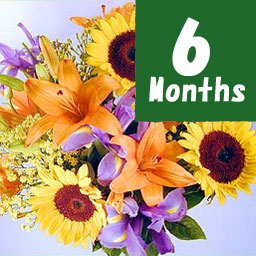 �t�����[�t�@�[�����a����-6���������-