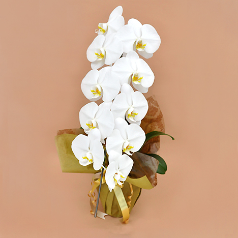 �Ӓ��� ��  �P�{�� �i�X�ֈȏ�j