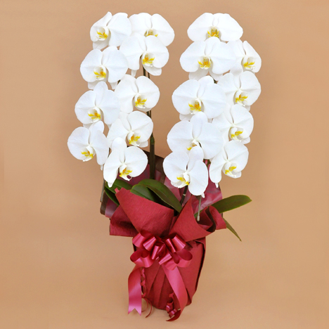 �Ӓ��� �� �Q�{�� �i�P�W�ֈȏ�j