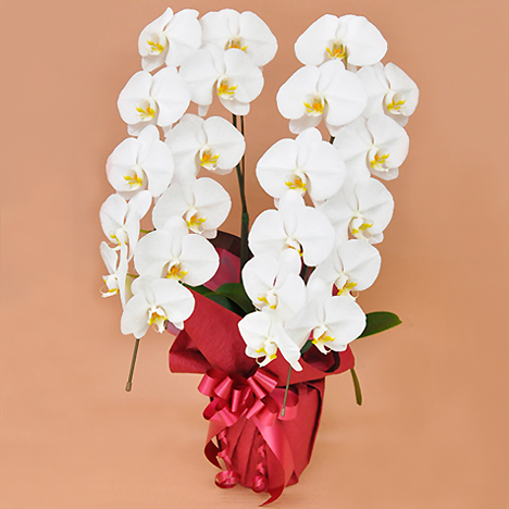 �Ӓ��� �� �Q�{�� �i�Q�Q�ֈȏ�j