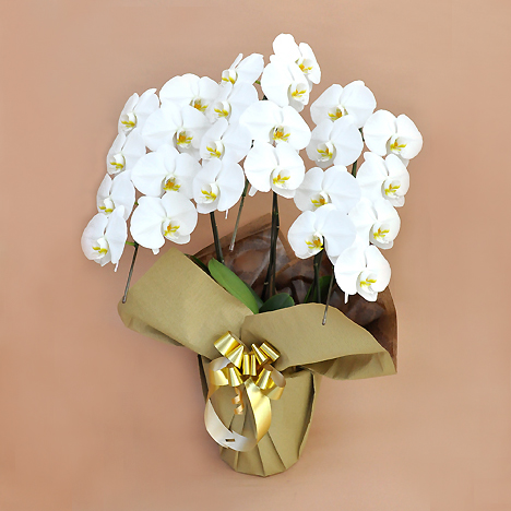 �Ӓ��� �� �R�{�� �i�Q�P�ֈȏ�j