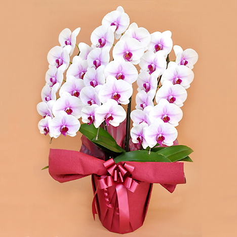 �Ӓ��� �ԃ��b�v �R�{�� �i�R�R�ֈȏ�j