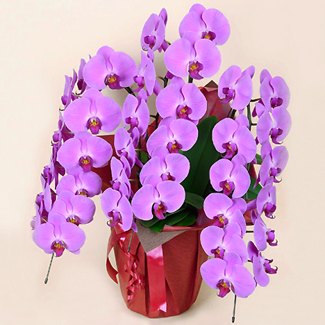 �Ӓ��� �s���N �R�{�� �i�R�U�ֈȏ�j