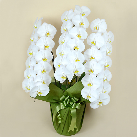 �Ӓ��� �� �R�{�� �i�R�U�ֈȏ�j