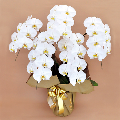 �Ӓ��� �� �T�{�� �i�R�T�ֈȏ�j