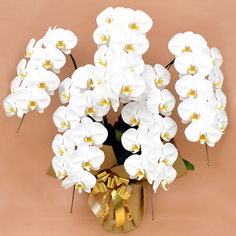 �Ӓ��� �� �T�{�� �i�S�T�ֈȏ�j