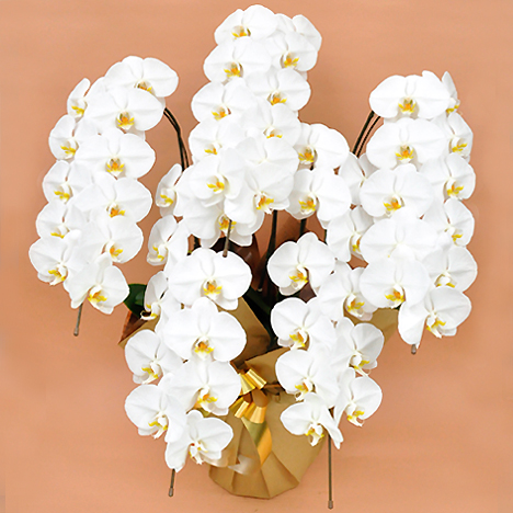 �Ӓ��� �� �T�{�� �i�T�T�ֈȏ�j