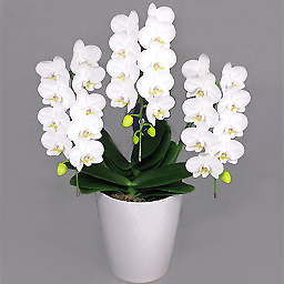 �X�[�p�[�A�}�r���X �f���b�N�X