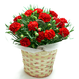 �J�[�l�[�V�����̔��E�ԁ@�Ԃ̑�z�Ȃ�t�����[�t�@�[��