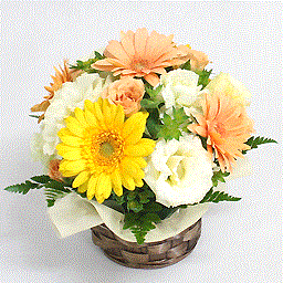 �V�[�Y�i���A�\�[�g�E�A�����W �g�F�n