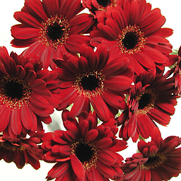 �Ԃ��K�[�x���̉ԑ�