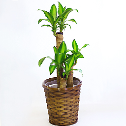 �}�b�T���M�A�i�i�K���̖؁j 7��