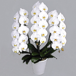 �Ӓ����@�z���C�g�E���b�L�[�R�{�� �X�^���_�[�h