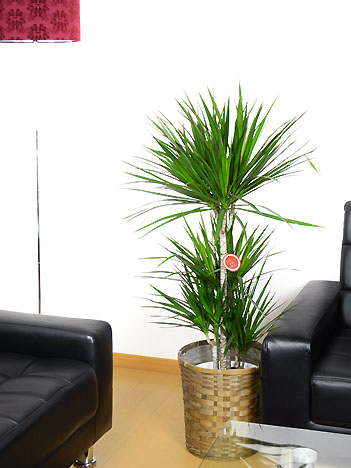 �R���V���l 8��