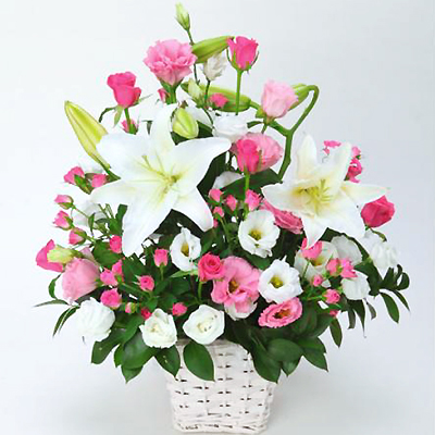 �t���b�V���z���C�g&�s���N(JFN EN-008)