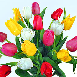 ����փv�����i�@�l�l�p�j